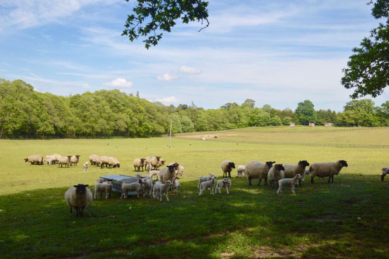 דירות Graffham The Hideaway-South Downs National Park מראה חיצוני תמונה